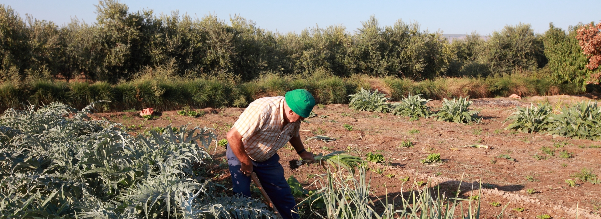 Agricultor recogiendo alcachofas